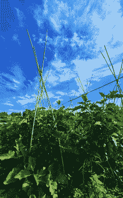 顺义玉米种植地方有哪些