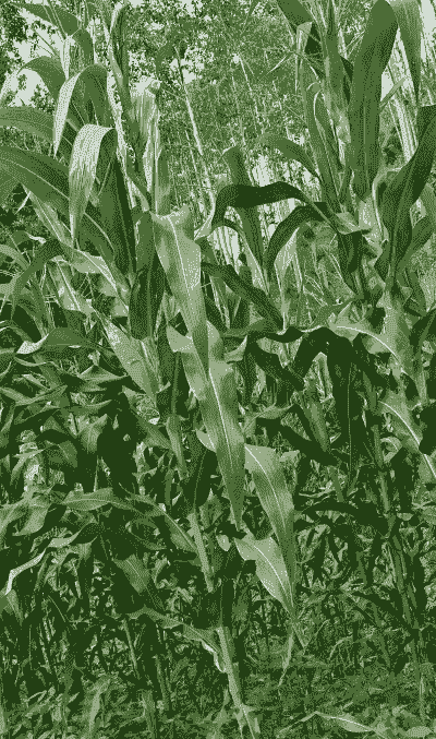 平顺玉米种植面积多大亩