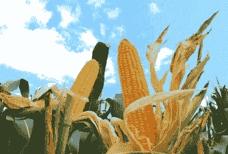 吴桥玉米种植面积多大啊