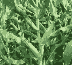 缅甸玉米种植效益如何样