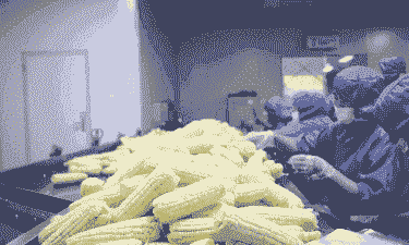 鲁山玉米种植面积多大啊