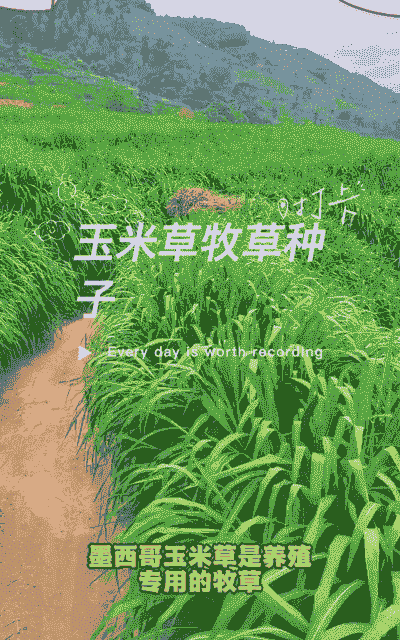 墨西哥玉米种植能长几年