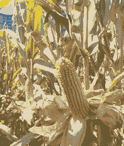 适合辽宁种植的玉米种