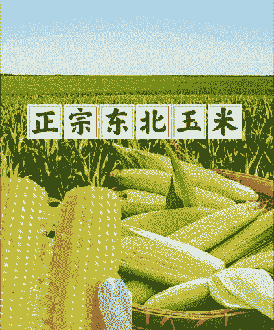 东北玉米种植几季收获好