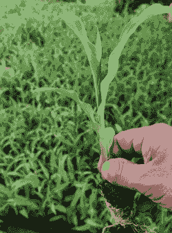 沭阳县玉米种植面积