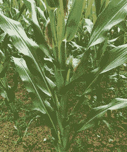 玉米种植什么防倒伏好