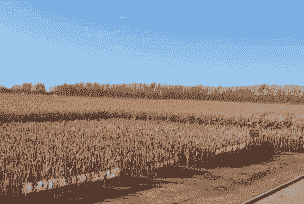 肇东市玉米种植面积