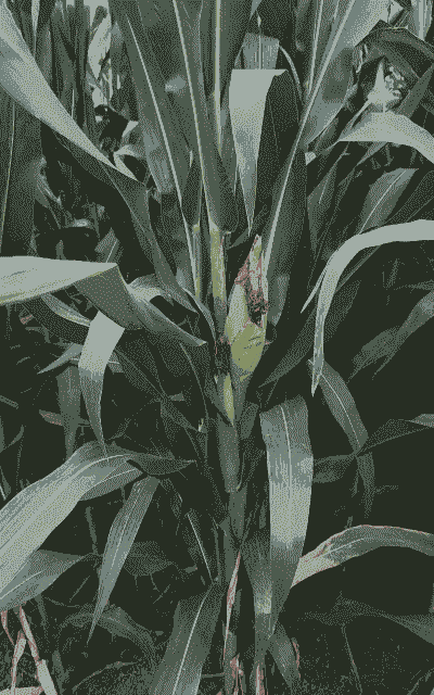 山东玉米种植最佳时期