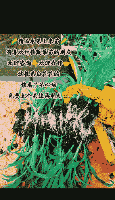 水果玉米种植如何催芽的