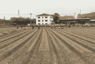 句容玉米种植基地在哪里