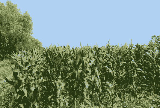 滦南玉米种植基地在哪里