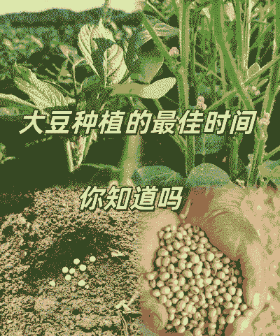 黄豆玉米种植季节是几月