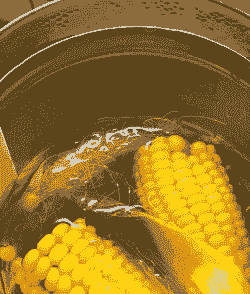 玉米种植前需要泡水吗