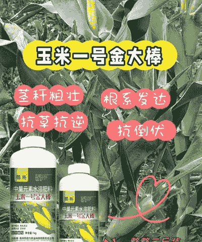 玉米种植后如何防止倒伏