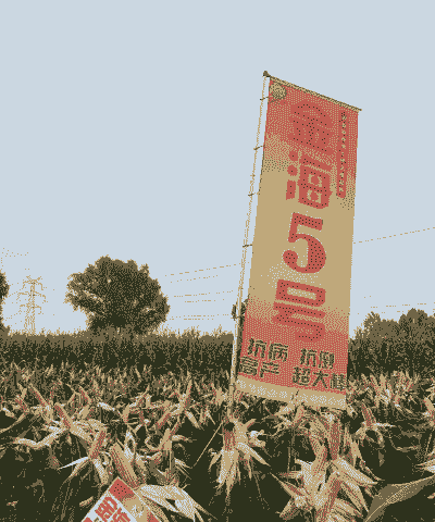 金海玉米种子种植方法