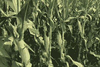 适合河北玉米种植的品种