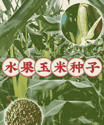 水果玉米种子几月种植