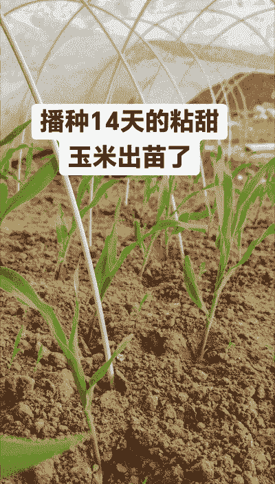 黏玉米种植亩产多少株