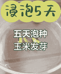 玉米种植种子要泡吗