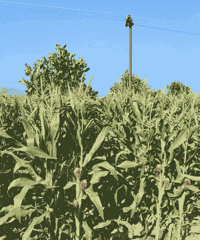 小花粘糯玉米种植技术