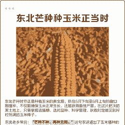 东北玉米种植时长多少