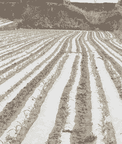 玉米种植用什么地膜好呢