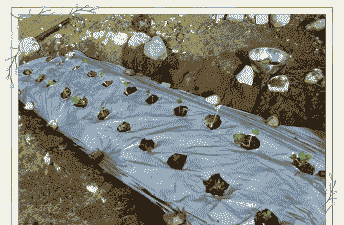 玉米种植盖地膜怎么盖