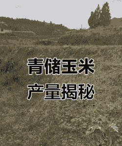 青贮玉米种植亩产量