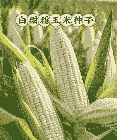 适合白城种植的玉米种