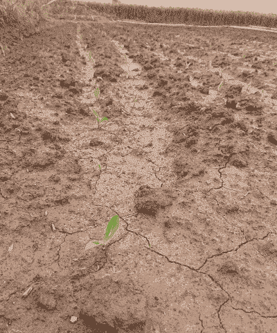 玉米种植间苗留几棵好