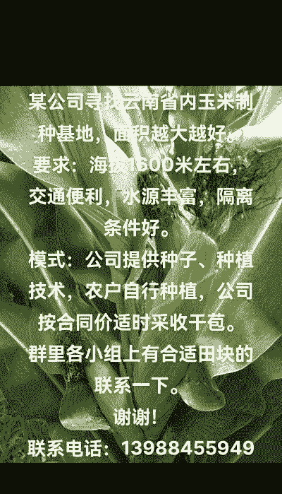 云南省玉米种植面积