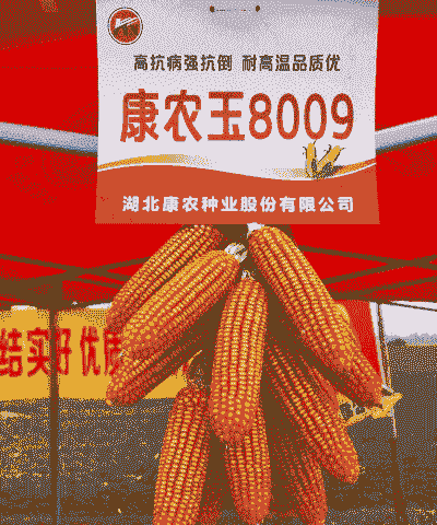 什么玉米种适合湖北种植