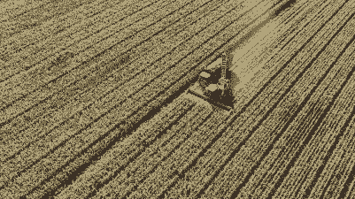 新疆玉米种植面积多大亩