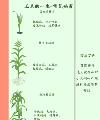 玉米种植要注意哪些问题