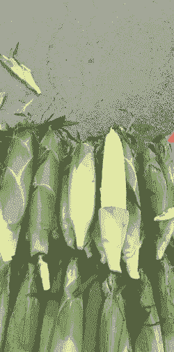 文安县玉米种植品种