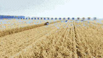 吉林玉米种植面积多大亩