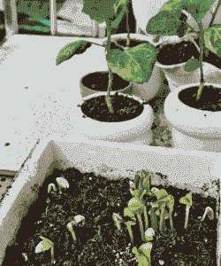 盆栽玉米种植全过程