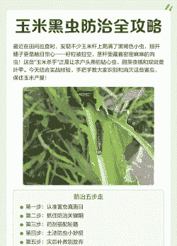 玉米种植怎么防虫子呢