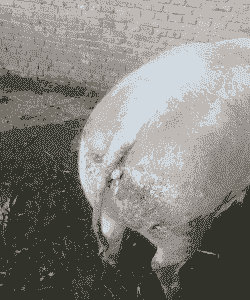 母猪产后三天还流脓