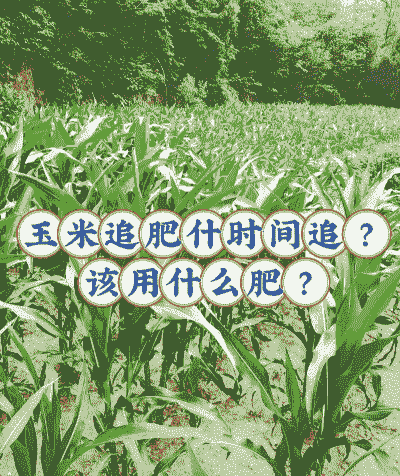 玉米种植与追肥的区别