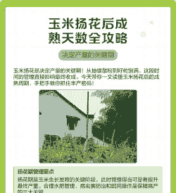 玉米种植多少天开始扬花