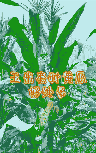 黄瓜套种玉米种植方法