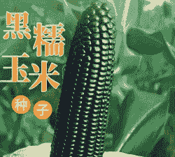 大田黑糯玉米种植时间