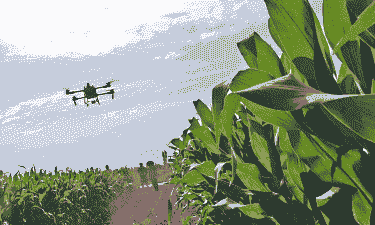 超声波玉米种植效果