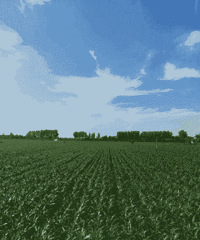 河南适合的玉米种植基地