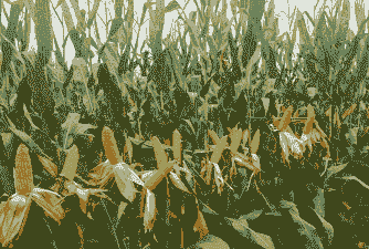 河南夏玉米种植量多少