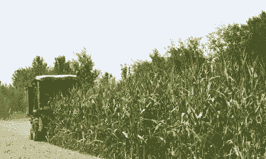 淮滨县玉米种植面积