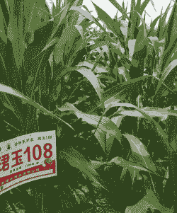 河南适合的玉米种植品种