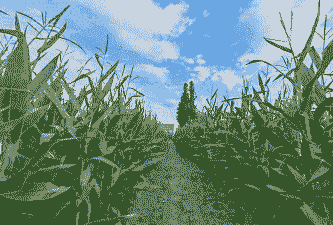 孝感玉米种植户有哪些