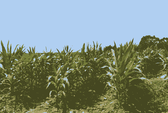 高要市玉米种植地点